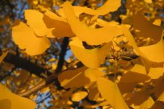 Ginkgo