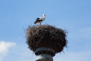 13062200431