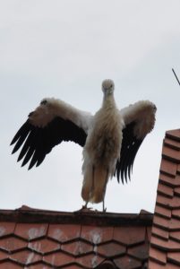 Bilder Storch 010