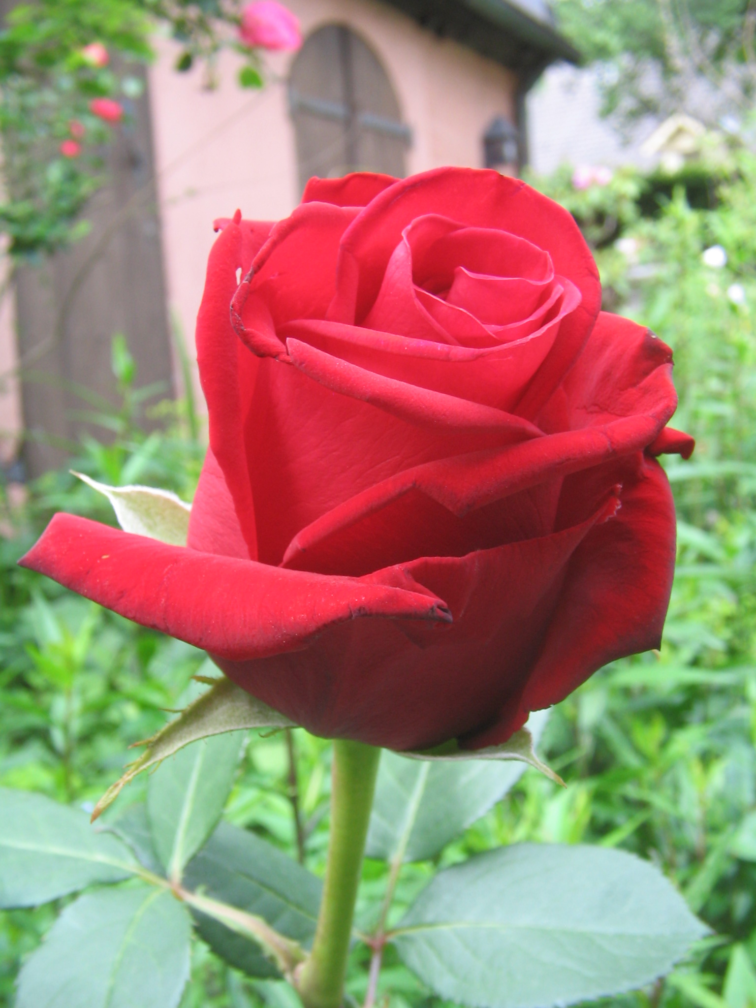 VachFrauen: Die Rose
