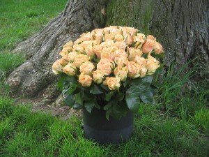 10. Juni 2012 007
