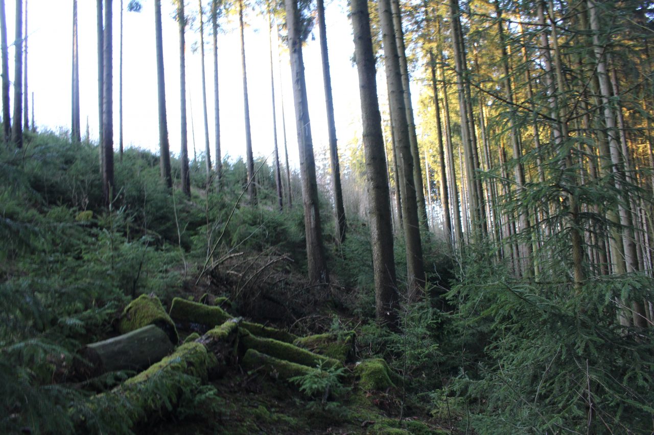 VachFrauen: Der Wald
