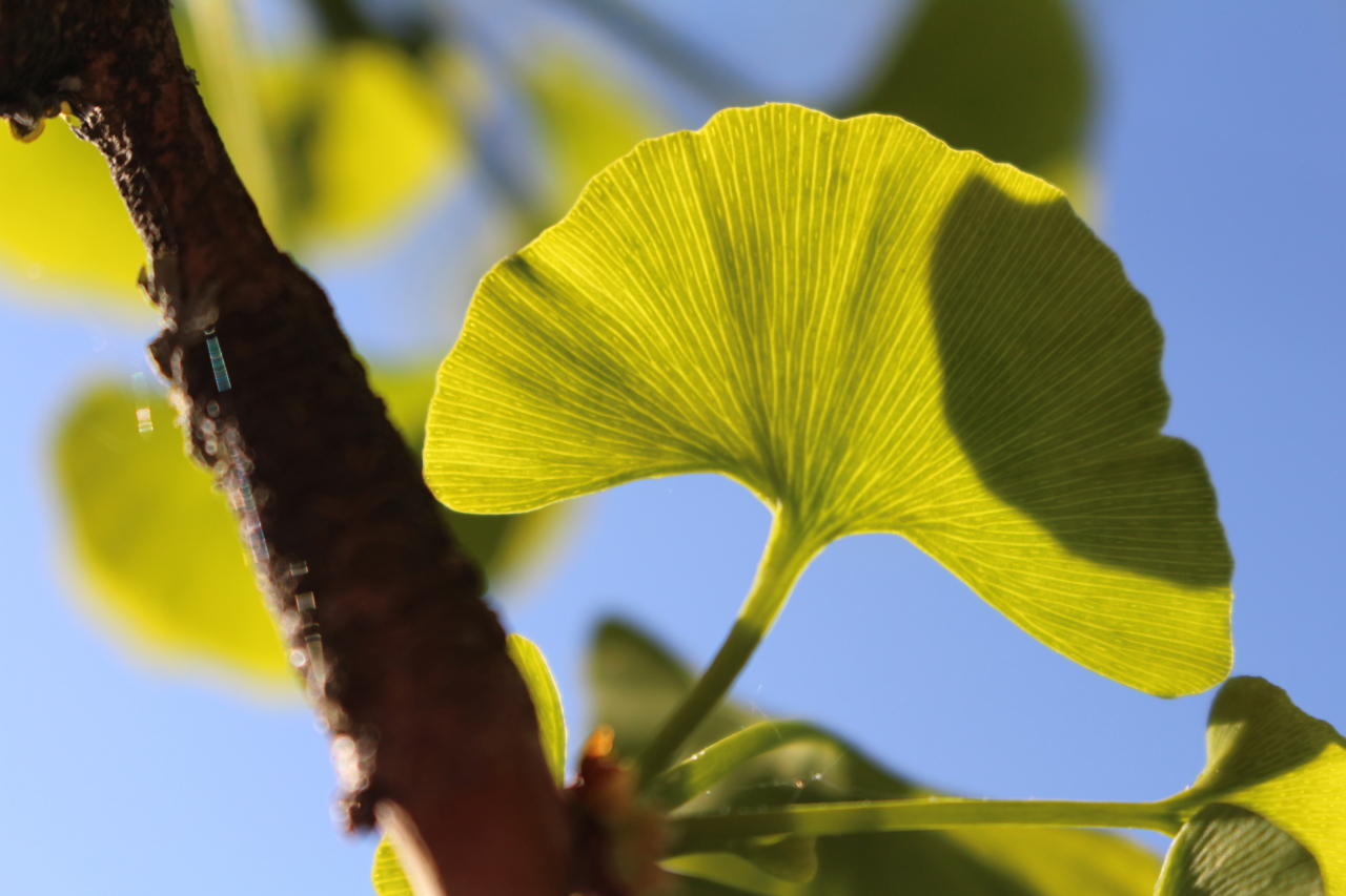VachFrauen: "unter´m Ginkgobaum"