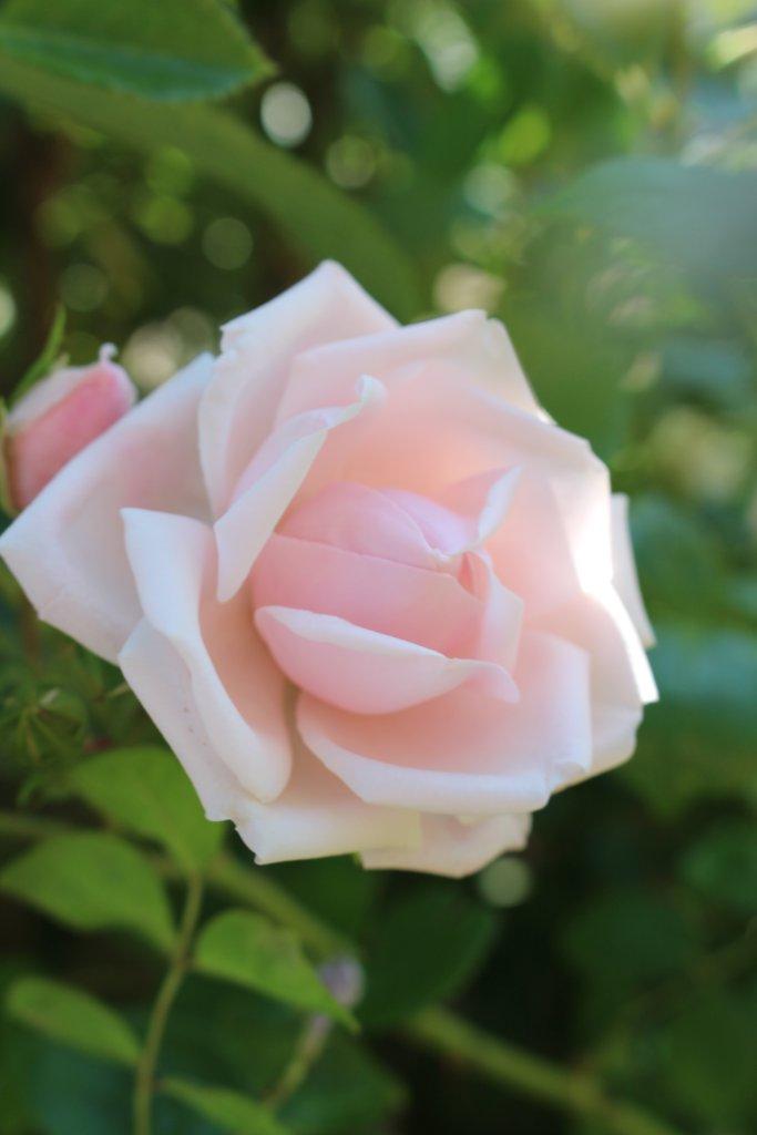VACHFrauen: Kulturgeschichte der Rose