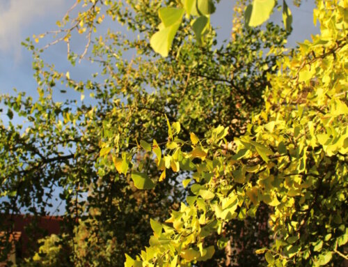 „Männer am Grill unter´m Ginkgobaum